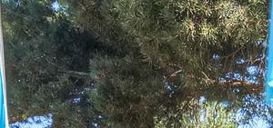 Silverbrook Apartments in Aurora, CO