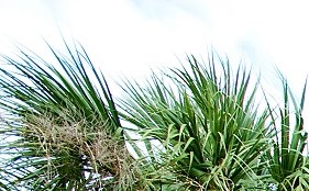 Treesdale Apartments In Bradenton Fl