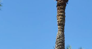 San Montego Apartments Mesa Az San Montego Apartments Mesa Az