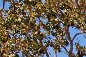 Pebble Creek Apartments In Campbell Ca
