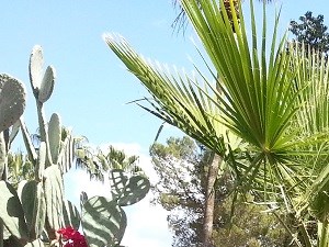 Mission Palms photogallery 3
