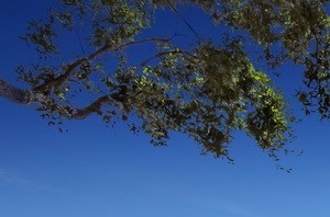 Park at Ventana Park at Ventana Community Thumbnail 1