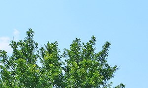 Woodbridge Crossing Apartments In Temple Tx