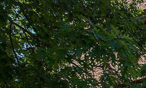 Pet Friendly Apartments For Rent In Syracuse Ny Pet Friendly Apartments For Rent In Syracuse Ny