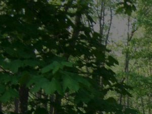 Forest Park Apartments Reviews Forest Park Apartments Reviews