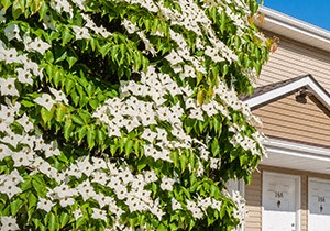 Heatherwood Luxury Rentals Apartments