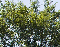 bradford woods apartments | apartments in peoria, il bradford woods apartments | apartments in peoria, il