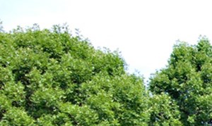 Green Space at Stonybrook Commons