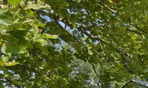 Outdoor Picnic Area at Stonybrook Commons