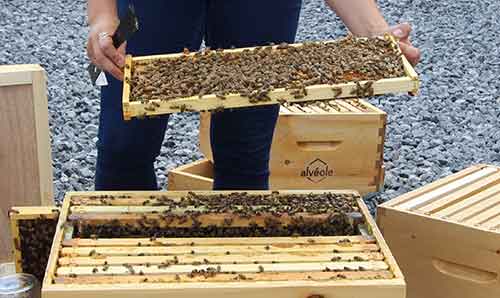 Beekeeper inspecting hive health