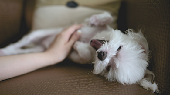 dog