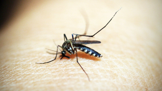 Mosquito