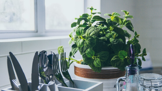 Herb growing near window