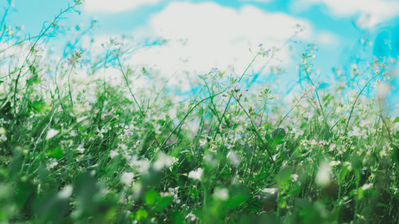 ragweed
