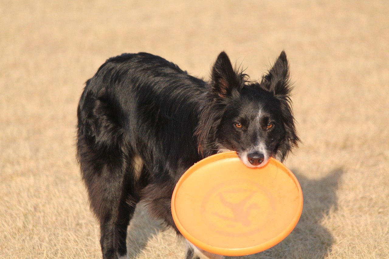 Dog Days Where To Find A Dog Park In Coconut Creek Fl