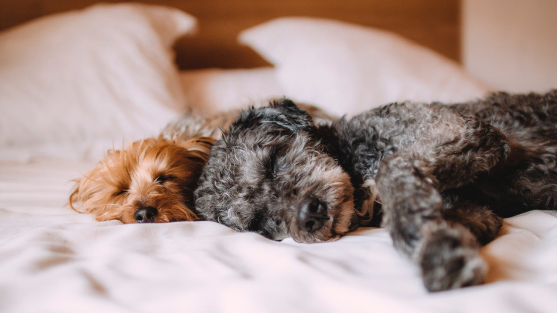 Dogs sleeping