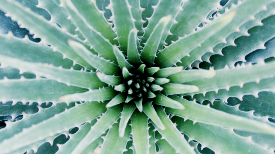 plants
