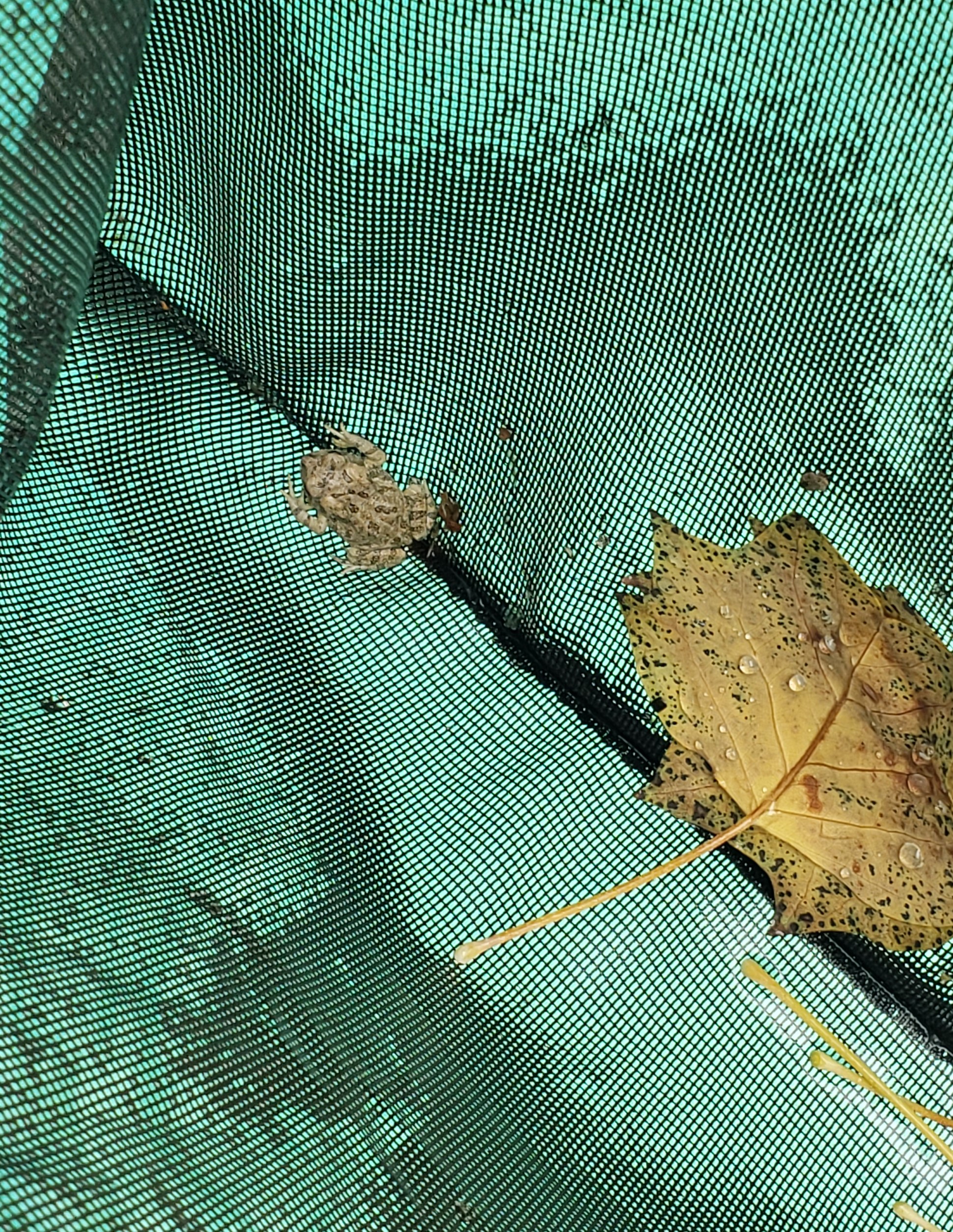 Toad Floats