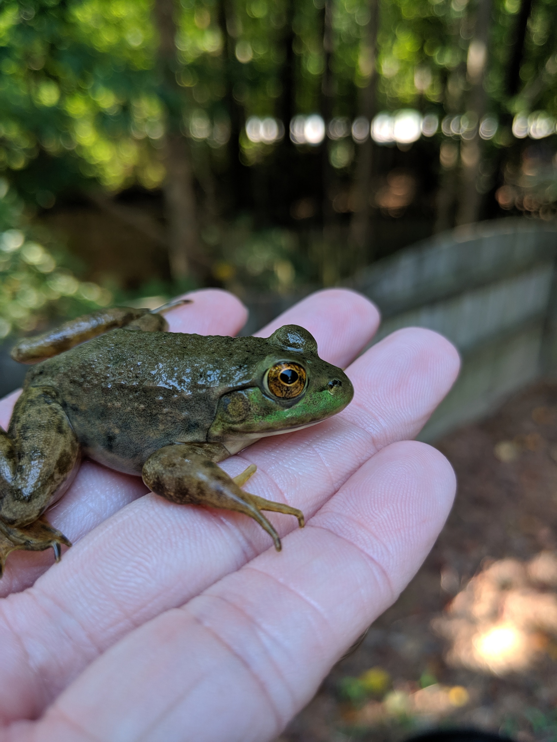 Frog Model