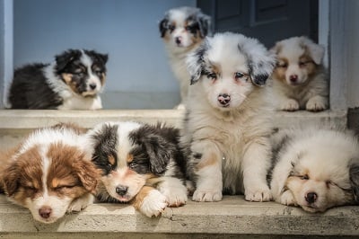 puppies for small apartments