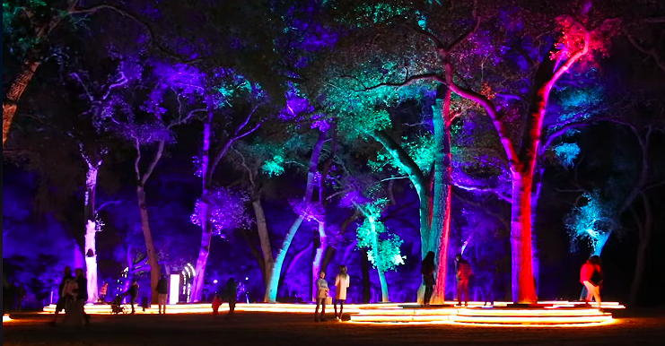 Enchanted Forest