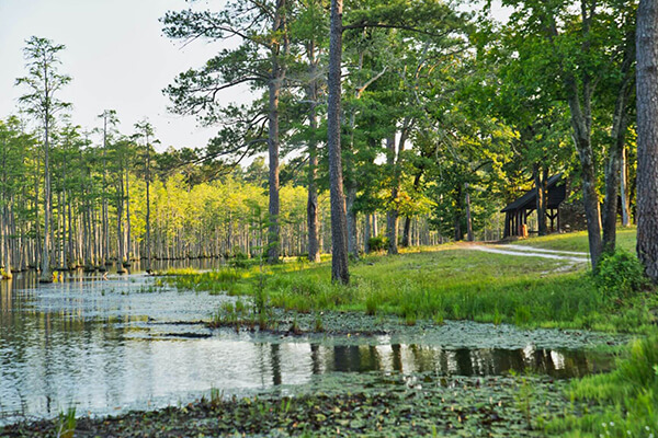 Bluebonnet Swamp Nature Center in Louisiana