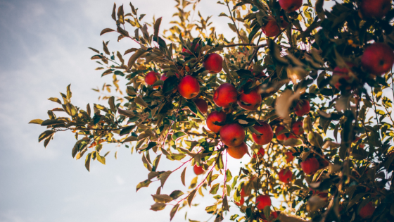 Apple Tree