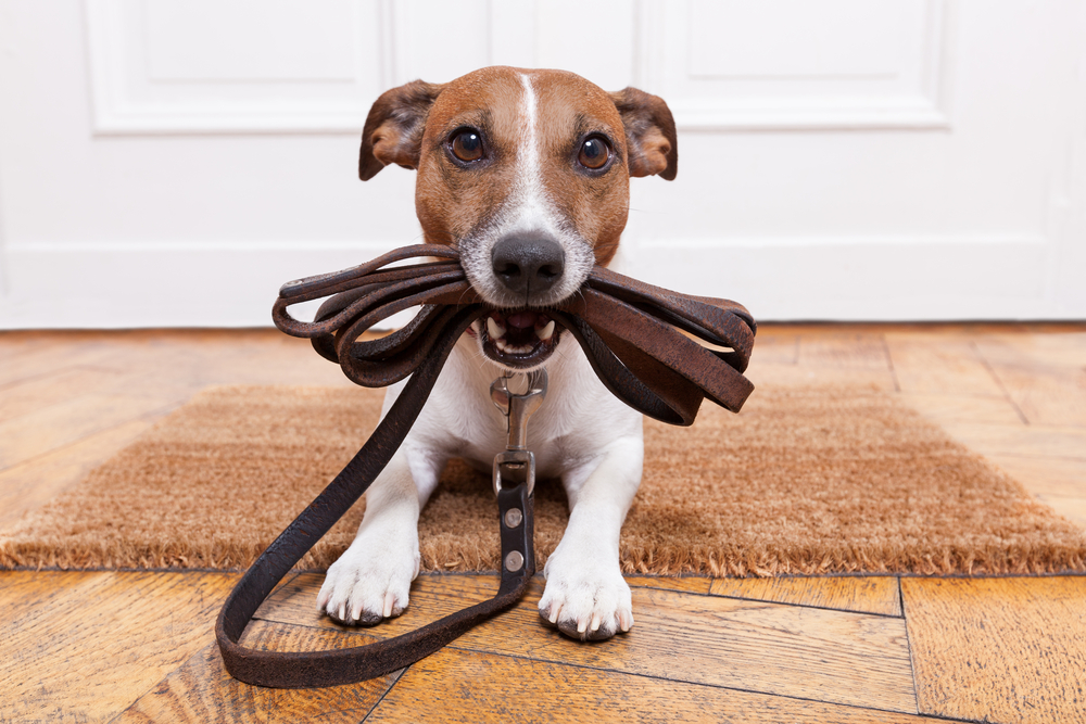 3 Things to Know About Pet-Friendly Apartments