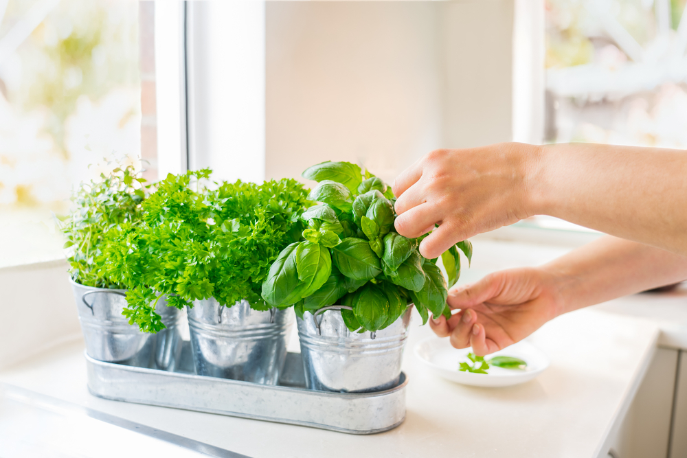 Welcome in the spring with an indoor herb garden.