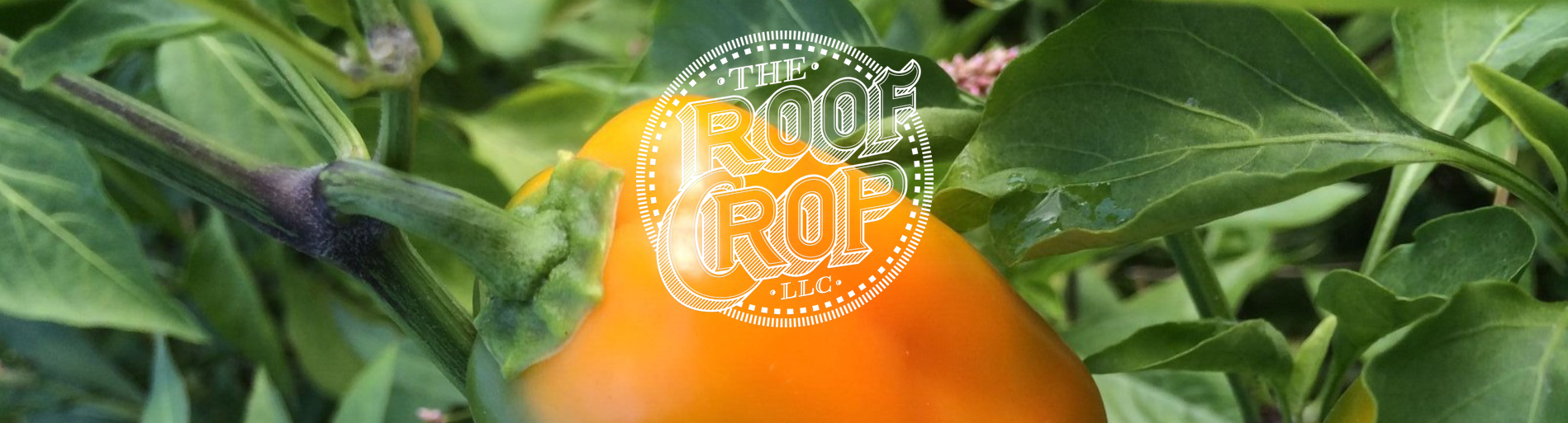 Roof Crop Farm Image