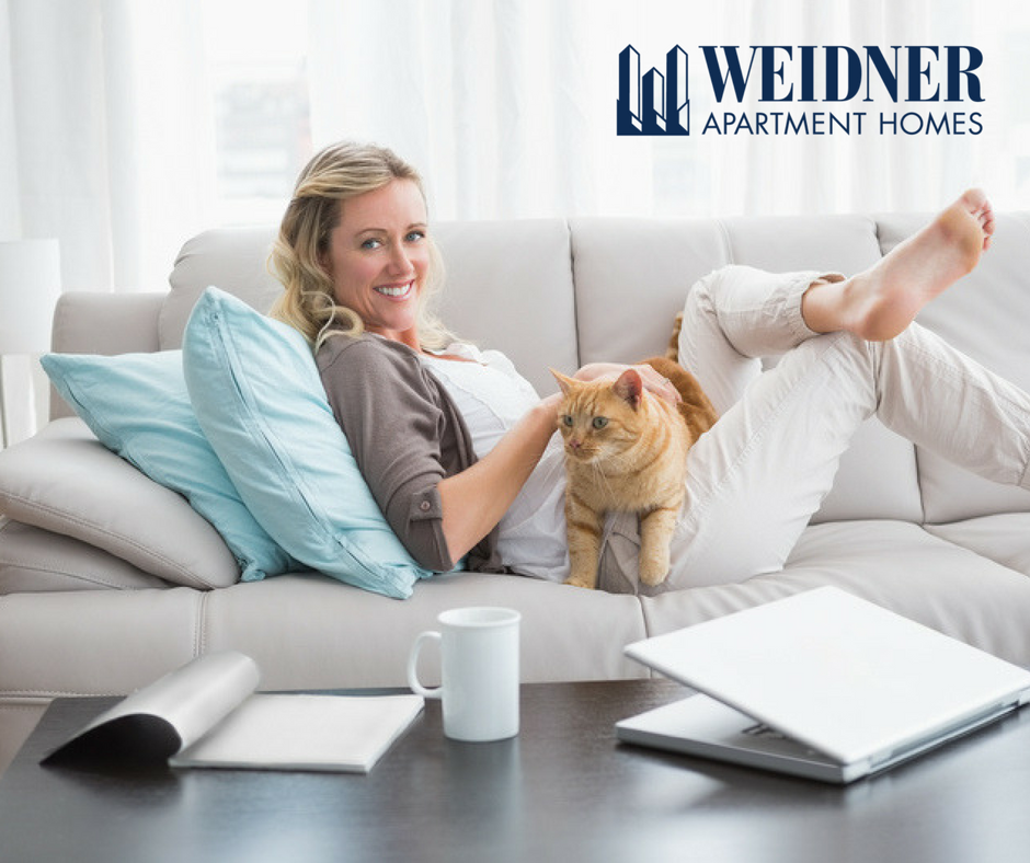 A cat sitting in a woman's lap while she cozies up on the couch in her apartment.