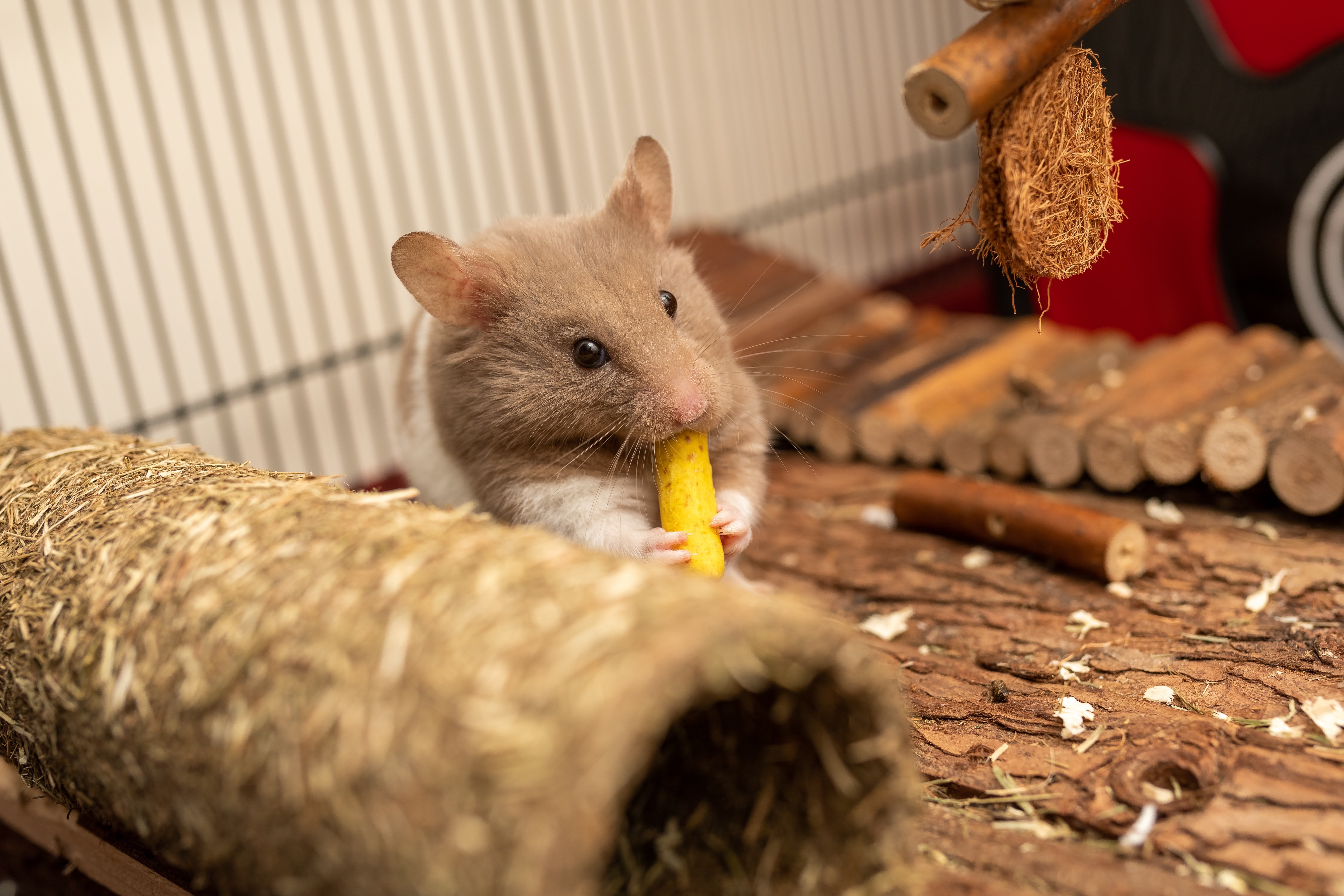 The Cost of Owning a Hamster and 4 Other Small Household Pets