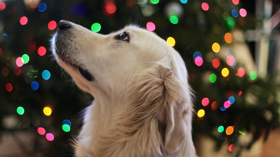 Dog and holiday decorations