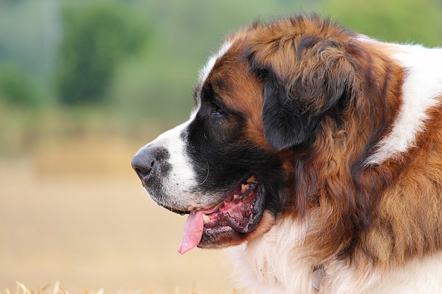 large fuzzy dog