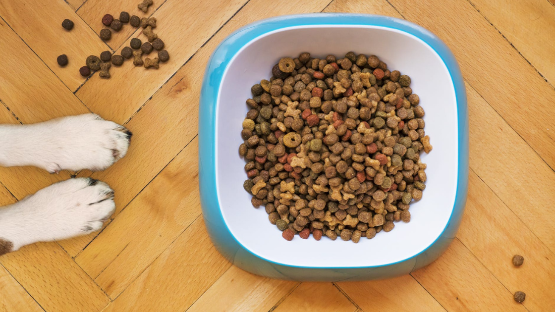 Dog food in kitchen