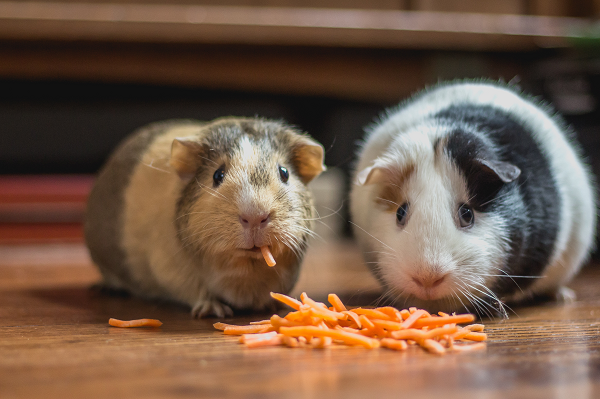 The Cost of Owning a Hamster and 4 Other Small Household Pets