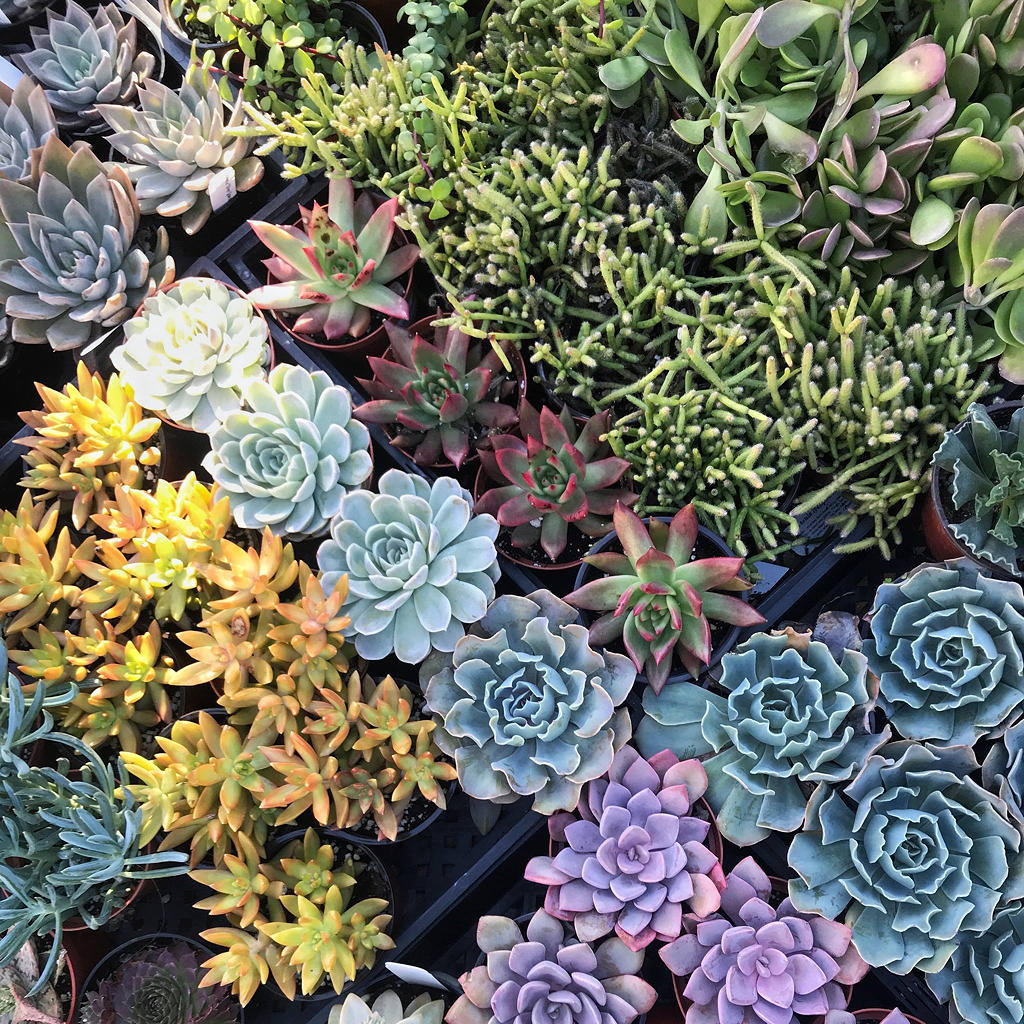 Sunset Blvd Nursery