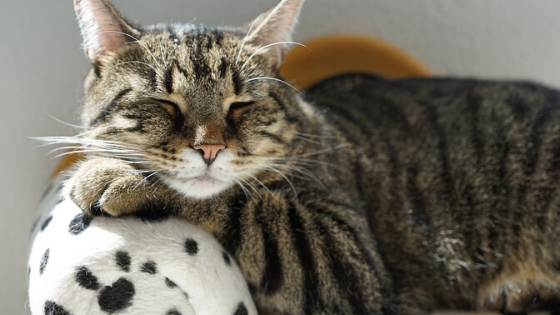 Cat resting