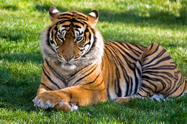 tiger zoo Albuquerque 
