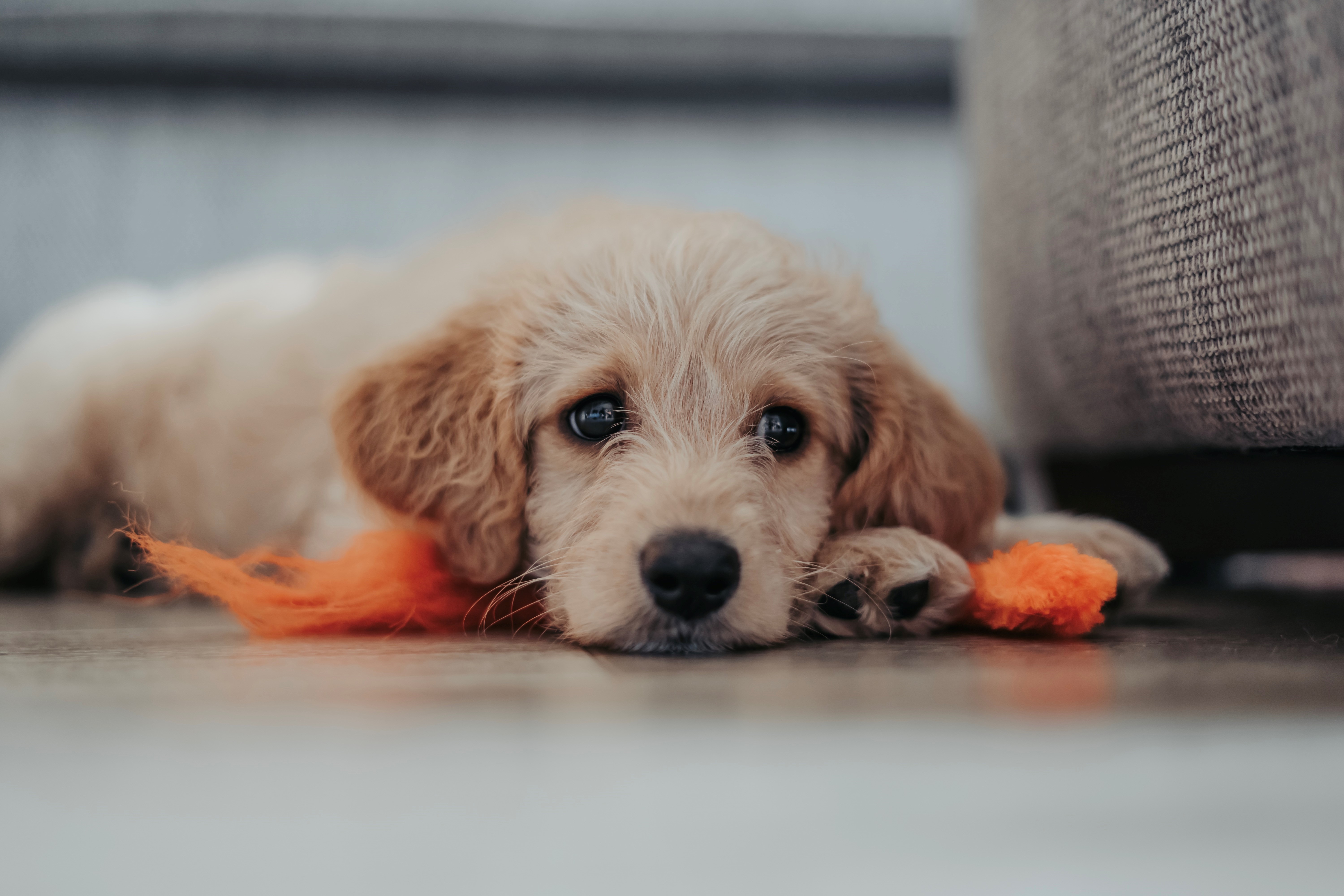 puppy proofing apartment