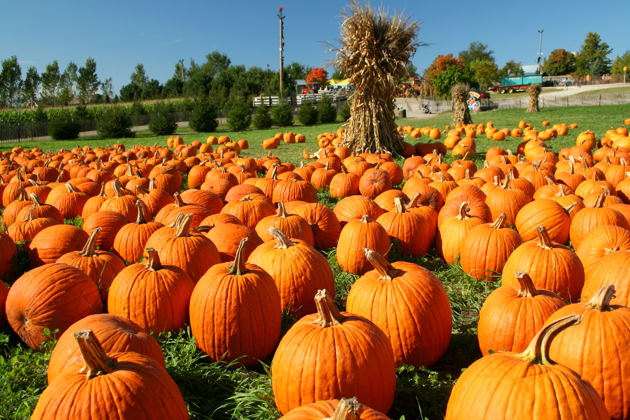 pumpkin patch near forest lake mn