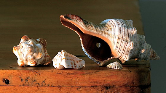 shells