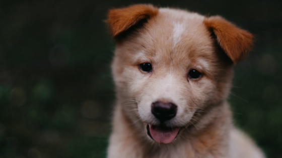 puppy