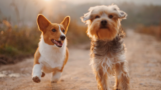 dog