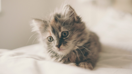 4 Pets That Are Great For Apartments South Side Flats Blog Welcoming A Pet Into Your Apartment Is Fun And Exciting Time However Some Pets Are More Suited For Living Than Others