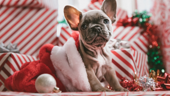 xmas pup