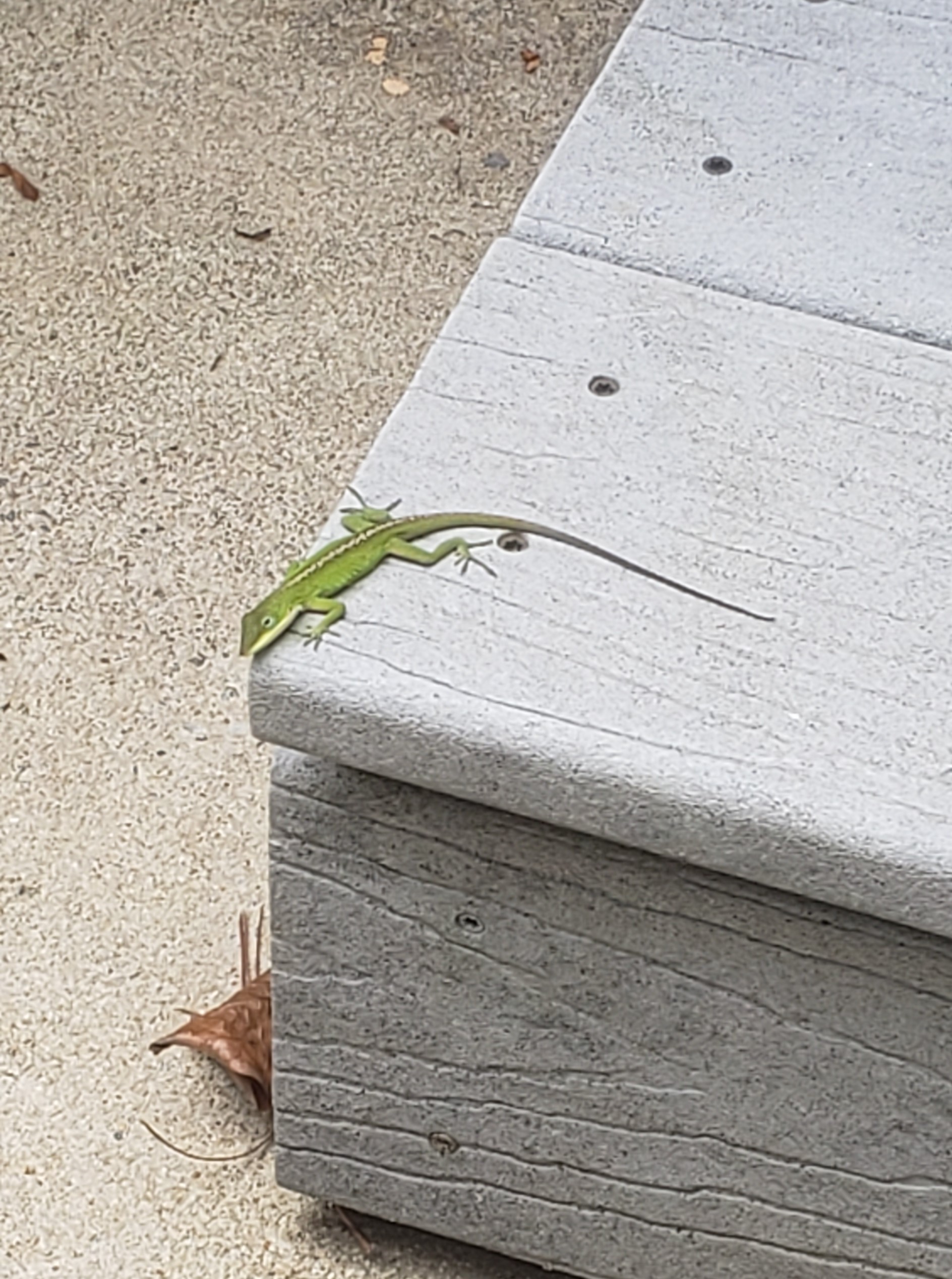 Lizard!