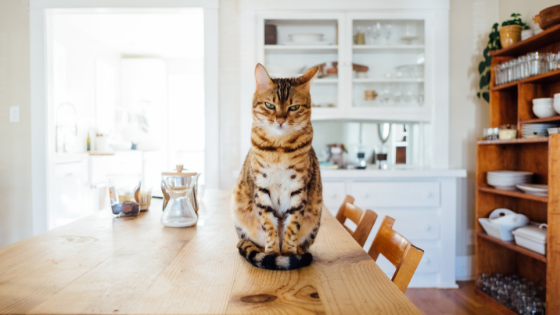 cat in kitchen