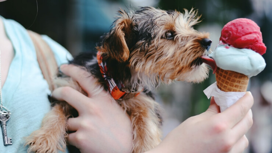 Dog eating ice cream