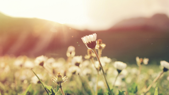 spring flowers